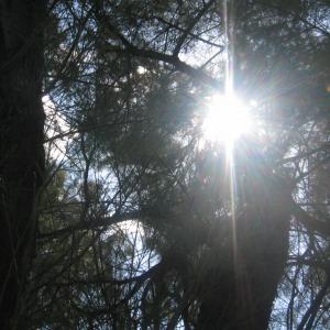 Cedar Winds